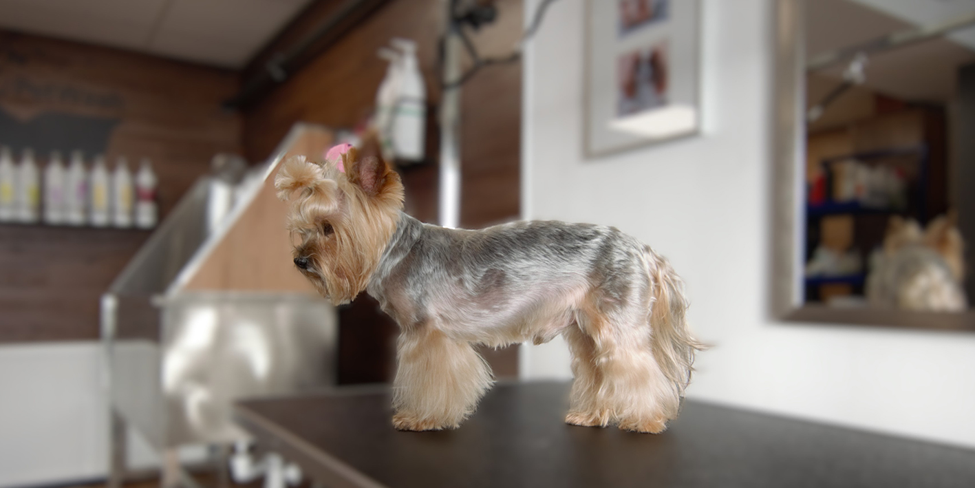 dog 2