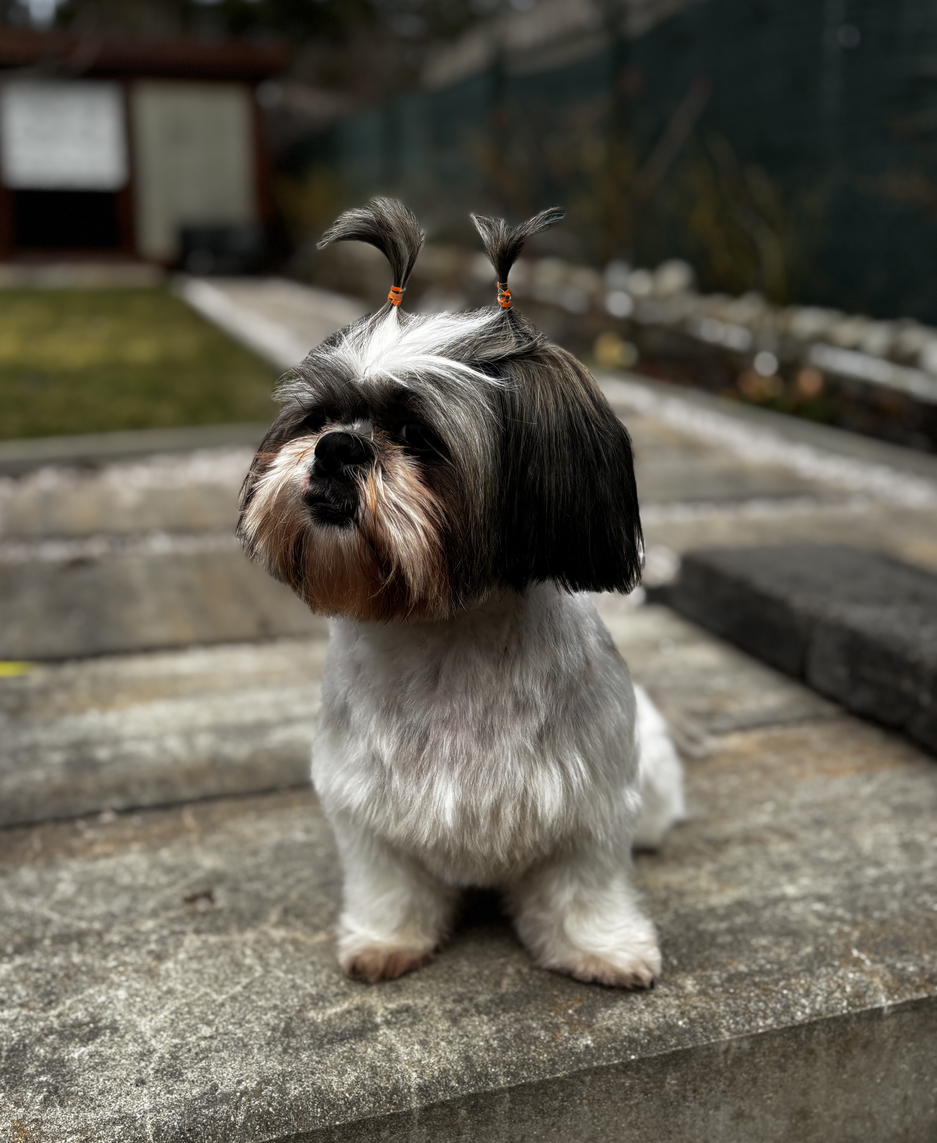 dog 22