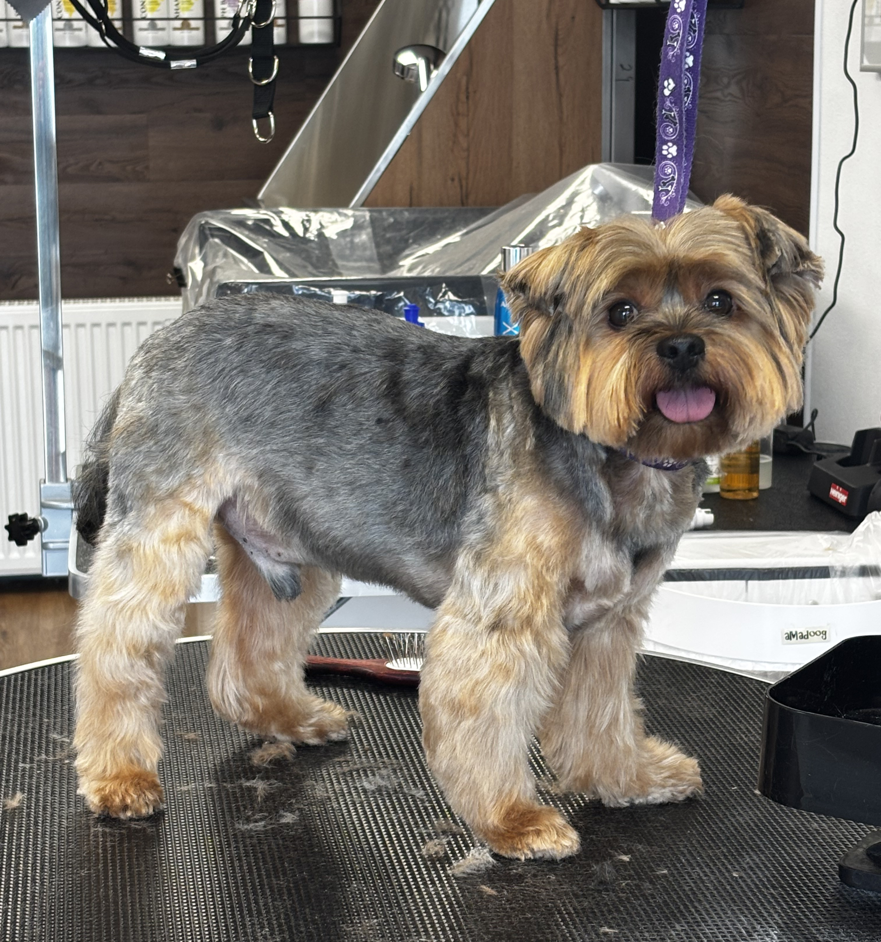 dog 25