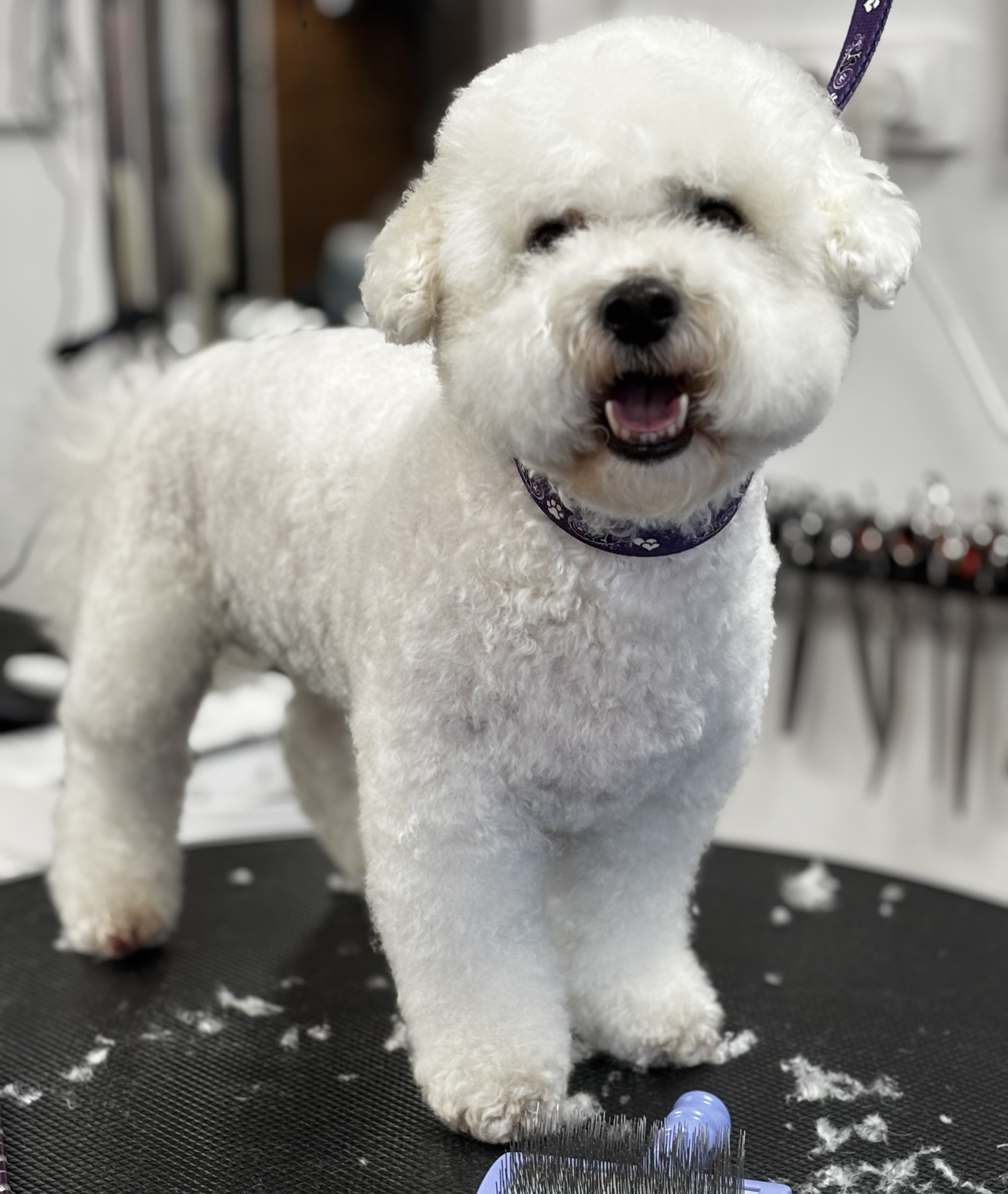 dog 26