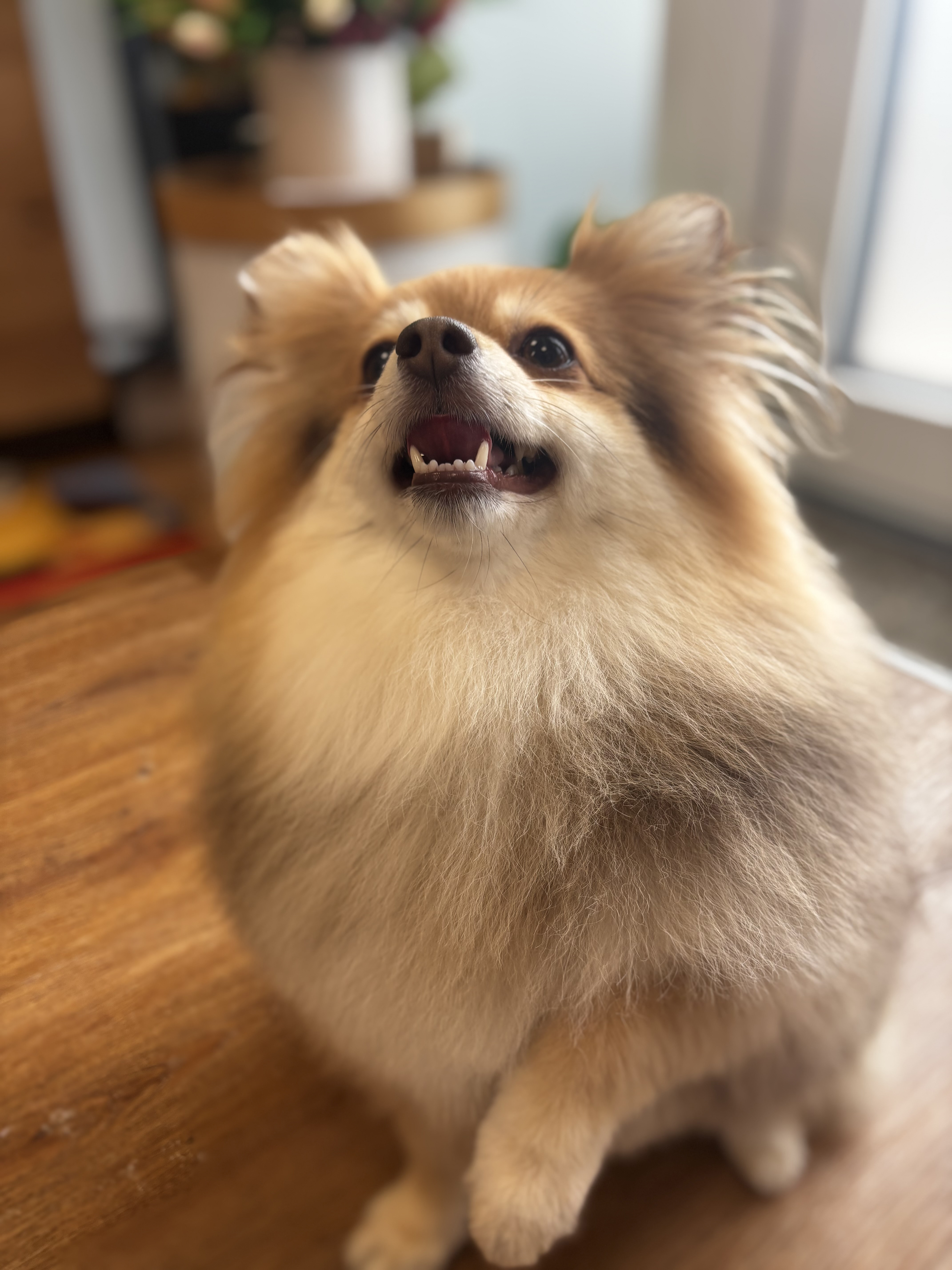 dog 27
