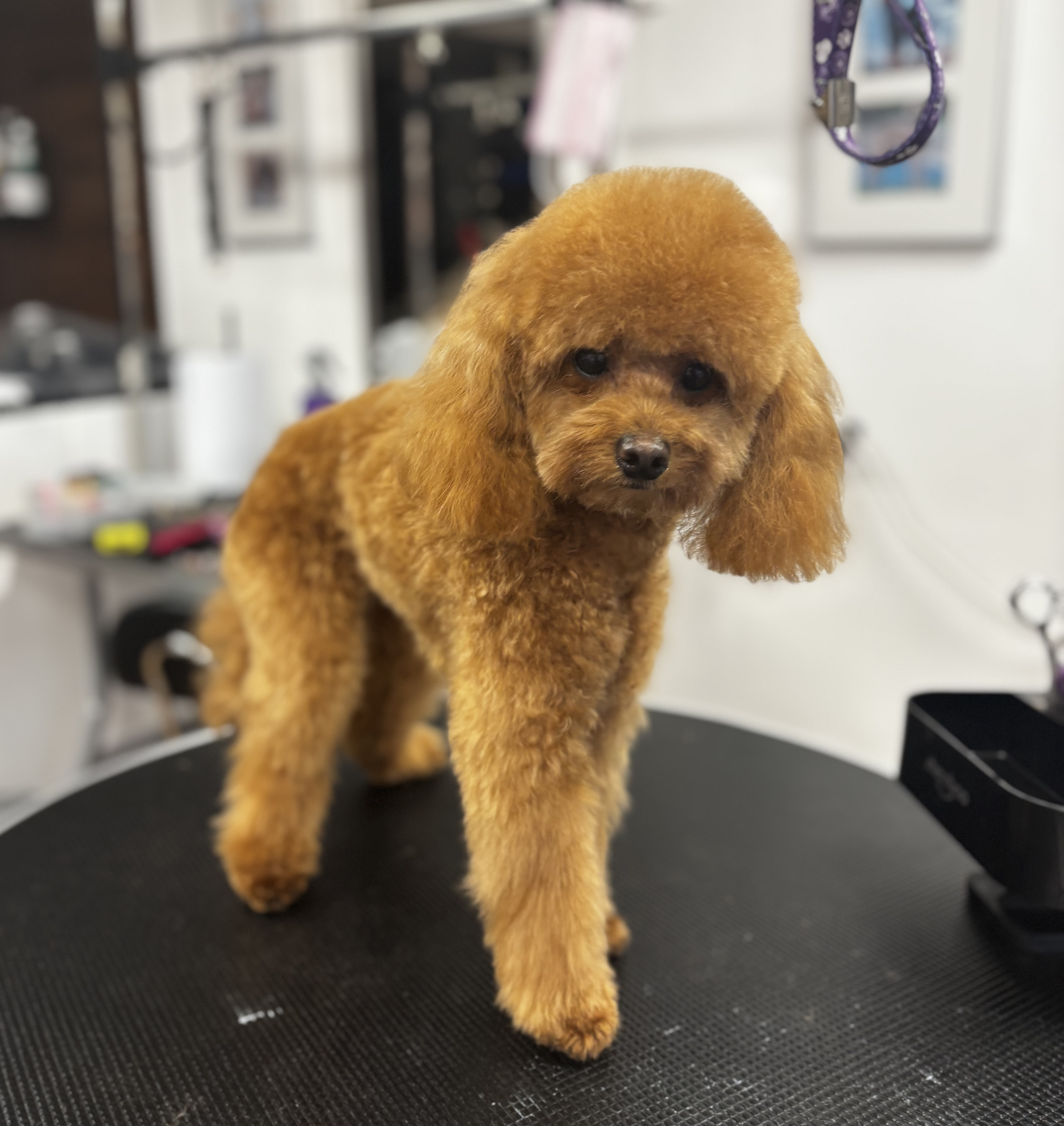 dog 28
