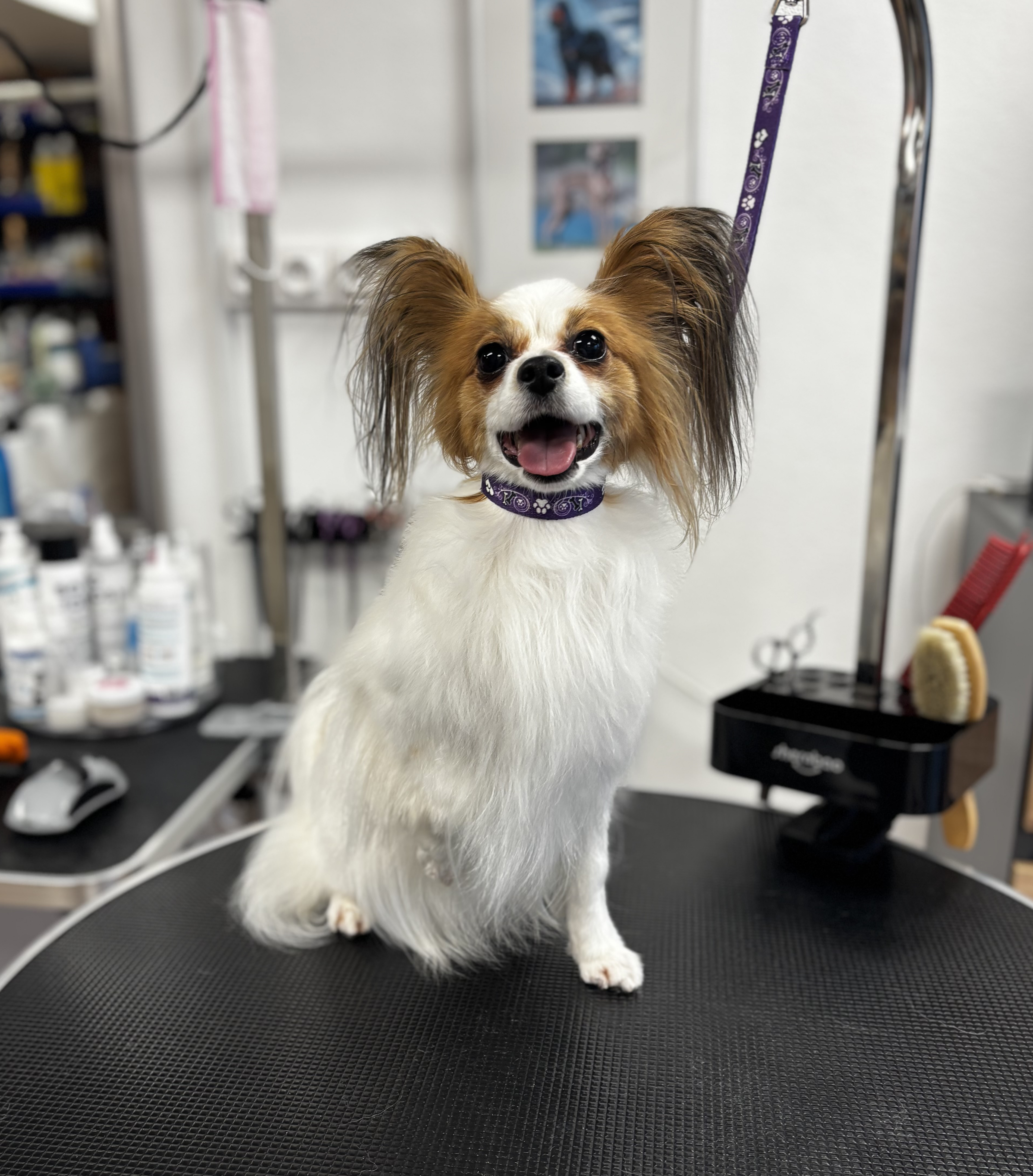dog 29
