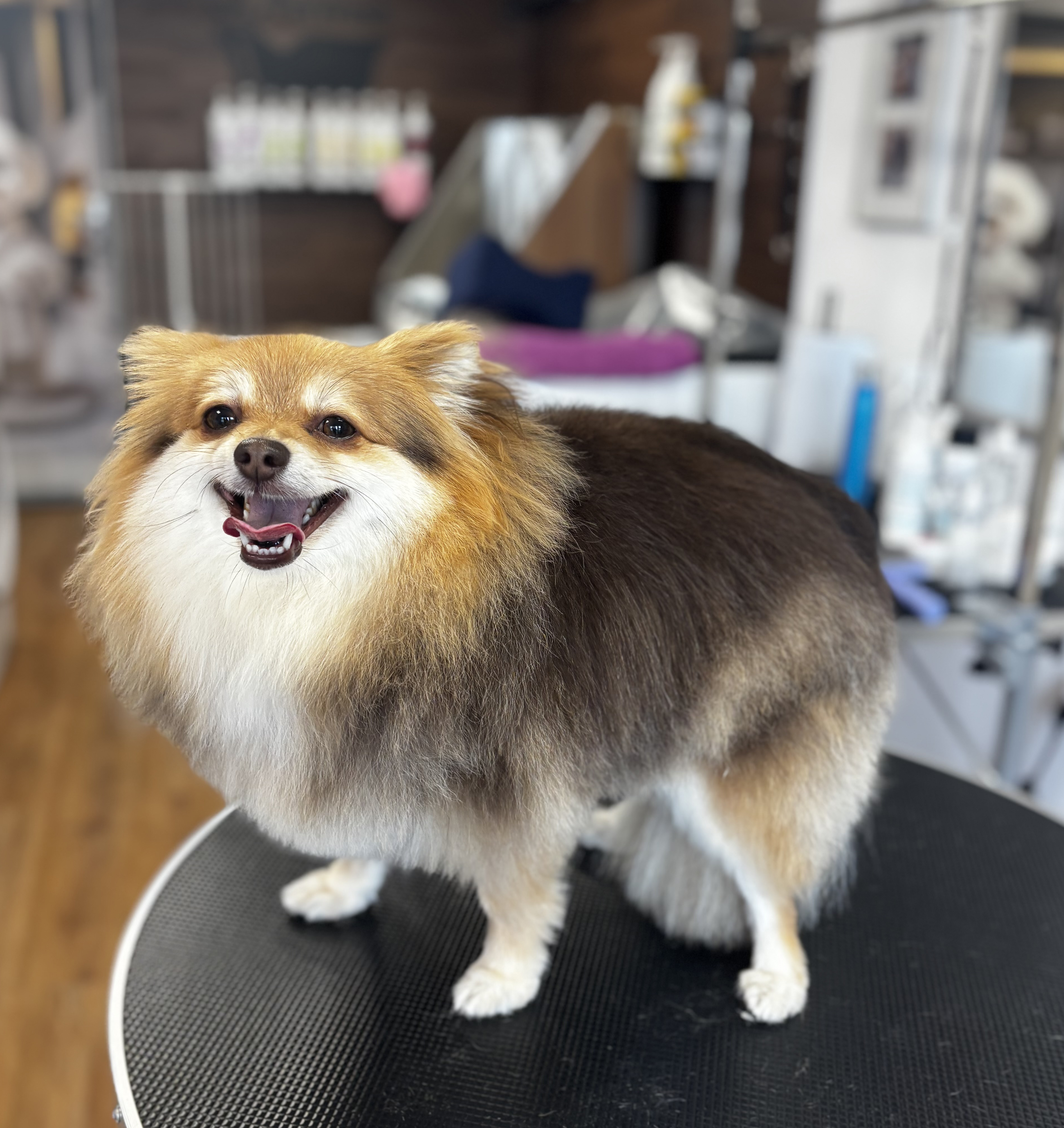 dog 30